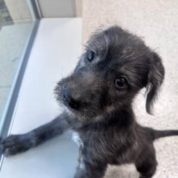 Melanie -  Wirehaired Terrier Dog for Adoption in Portland, Maine - Melanie | PetCurious