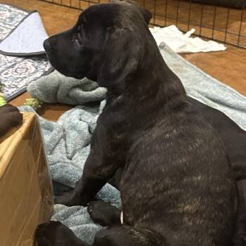 Chocolate Labrador Retriever Dogs Available for Adoption - Mocha1 | PetCurious