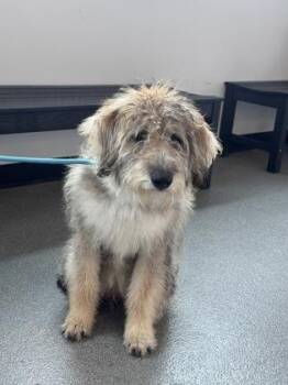 Mixed Breed Dogs Available for Adoption in West Chester, Pennsylvania - Isabella | PetCurious