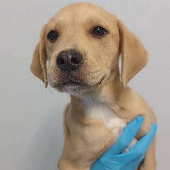 Labrador Retriever and Catahoula Leopard Dog Dogs Available for Adoption - Windy | PetCurious