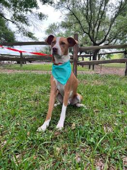 Ibizan Hound Dogs Available for Adoption - Maxwell | PetCurious