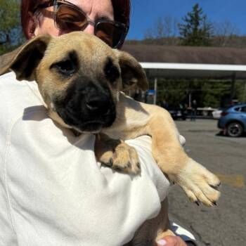 Treeing Walker Coonhound and Black Mouth Cur Dogs Available for Adoption in Eastford, Connecticut - NY Lakely Avail Apr 25 (Tractor Supply Patterson NY) | PetCurious