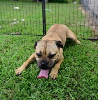 Pug and French Bulldog Dogs Available for Adoption in Liverpool, Texas - Gizmo | PetCurious