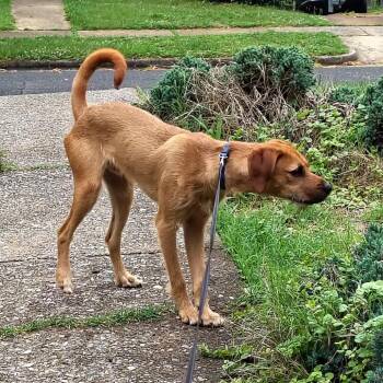 Skeeter -  Black Mouth Cur Dog for Adoption in Lynchburg, Virginia - Skeeter | PetCurious