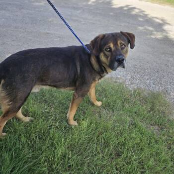 German Shepherd Dog and Rottweiler Dogs Available for Adoption in Graham, Texas - Corduroy | PetCurious