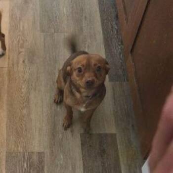 Kosmo -  Miniature Dachshund and Silky Terrier Dog for Adoption in Penns Grove, New Jersey - Kosmo | PetCurious