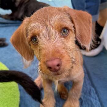 Dachshund and Mixed Breed Dogs Available for Adoption in Sacramento, California - Chip | PetCurious
