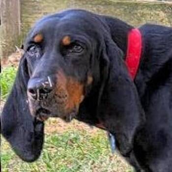 Black And Tan Coonhound Dogs Available for Adoption - Dotti (GA) | PetCurious