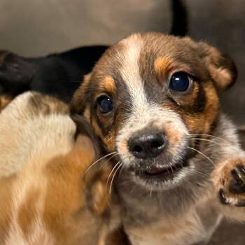 Chris AKA Louie -  Mixed Breed Dog for Adoption in Charleston, West Virginia - Chris AKA Louie | PetCurious