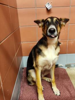 ERNESTO -  German Shepherd Dog and Mixed Breed Dog for Adoption in Houston, Texas - ERNESTO | PetCurious