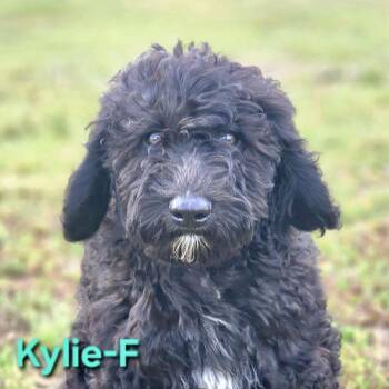 Labradoodle Dogs Available for Adoption in Austin, Texas - Kylie | PetCurious