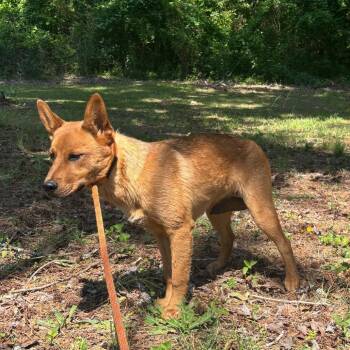 Mixed Breed Dogs Available for Adoption in Columbus, Georgia - 4/17/2026-Stray-CrystalDrive | PetCurious