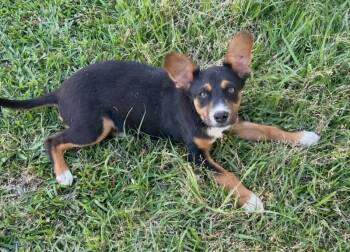 Delta -  Corgi Dog for Adoption in Foley, Alabama - Delta | PetCurious