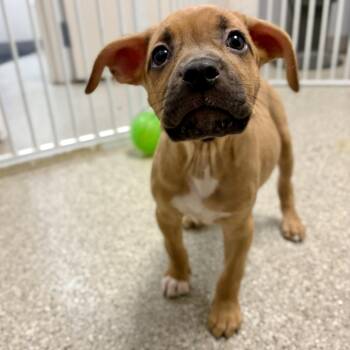 Happy -  Mastiff and Pit Bull Terrier Dog for Adoption in Fullerton, Pennsylvania - Happy | PetCurious