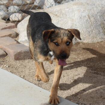 German Shepherd Dog and Giant Schnauzer Dogs Available for Adoption - Daphne | PetCurious