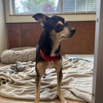Kreacher -  Mixed Breed Dog for Adoption in Bellingham, Washington - Kreacher | PetCurious