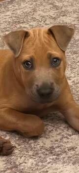 Tank -  Shepherd Dog for Adoption in Schertz, Texas - Tank | PetCurious