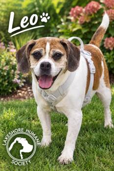 Leo -  Beagle and Bulldog Dog for Adoption in Dunkirk, New York - Leo | PetCurious