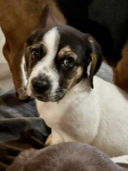 Rescue Basset Hound and Beagle Dogs for Adoption in Washington, Missouri - Bratwurst | PetCurious
