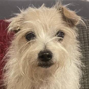 Squiggy -  Mixed Breed Dog for Adoption in Wilmington Island, Georgia - Squiggy | PetCurious
