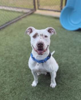 Mixed Breed Dogs Available for Adoption in Dallas, Texas - PRECIOUS | PetCurious
