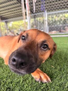 Mixed Breed Dogs Available for Adoption in New York, New York - Luca | PetCurious