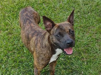 Rescue Mixed Breed Dogs for Adoption in Scott, Louisiana - Sissy | PetCurious