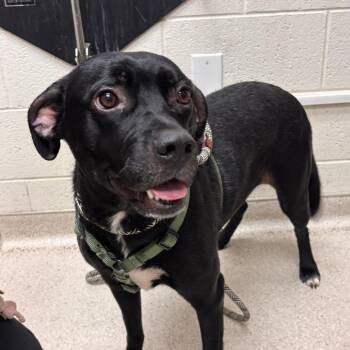 Star -  Mixed Breed Dog for Adoption in Murray, Utah - Star | PetCurious