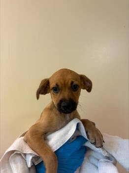 Leo -  Mixed Breed Dog for Adoption in Honolulu, Hawaii - Leo | PetCurious