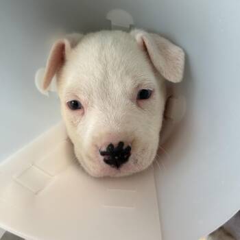 Oreo -  Mixed Breed Dog for Adoption in Leander, Texas - Oreo | PetCurious