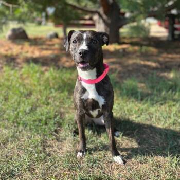 Marge -  Pit Bull Terrier Dog for Adoption in Fargo, North Dakota - Marge | PetCurious