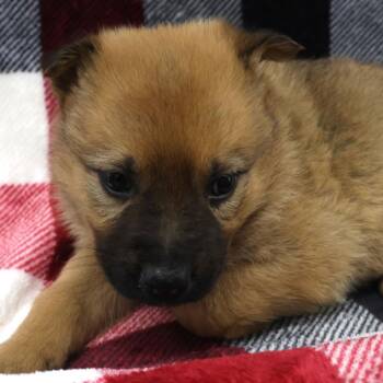 German Shepherd Dog and Black Labrador Retriever Dogs Available for Adoption - Kiri D10865 | PetCurious