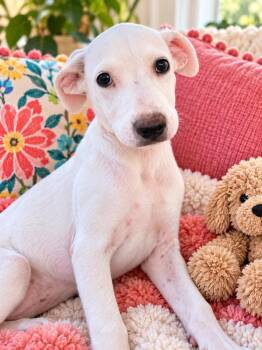 Scarlett -  Labrador Retriever and Husky Dog for Adoption in Lucas, Texas - Scarlett | PetCurious
