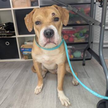 Biscuit -  Mixed Breed Dog for Adoption in Emporia, Kansas - Biscuit | PetCurious