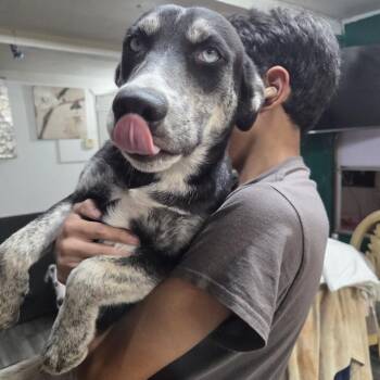 Tianna - Home to Home -  Husky and Black Labrador Retriever Dog for Adoption in South Elgin, Illinois - Tianna - Home To Home | PetCurious