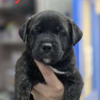 Siren -  Mixed Breed Dog Available for Adoption in Huntsville, Alabama - Siren | PetCurious