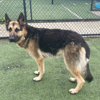 Mixed Breed Dogs Available for Adoption in Memphis, Tennessee - ButterBean | PetCurious