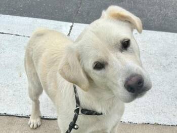 Mixed Breed Dogs Available for Adoption in Georgetown, Texas - Casanova | PetCurious