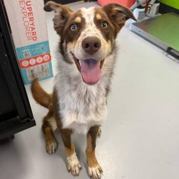 Independence -  Mixed Breed Dog for Adoption in Ponca City, Oklahoma - Independence | PetCurious