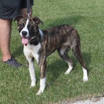 Newman -  Mixed Breed Dog for Adoption in Elk Grove Village, Illinois - Newman | PetCurious