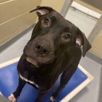 10/12/2026-Stray-31stStreet-3-BQ -  Mixed Breed Dog for Adoption in Columbus, Georgia - 10/12/2026-Stray-31stStreet-3-BQ | PetCurious