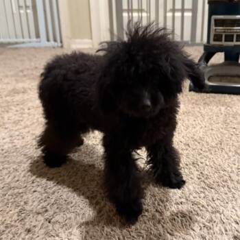 Nix -  Poodle Dog for Adoption in Phoenix, Arizona - Nix | PetCurious