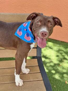 Pointer and Mixed Breed Dogs Available for Adoption in Fort Myers, Florida - JULIE | PetCurious