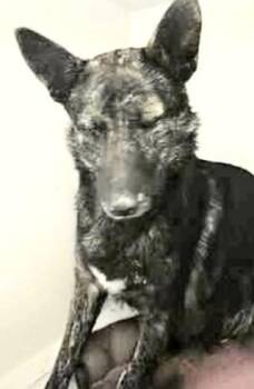 Belgian Shepherd Malinois and Mixed Breed Dogs Available for Adoption - A651401 | PetCurious