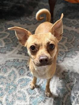 Terrier Dogs Available for Adoption in San Leon, Texas - Pebbles | PetCurious