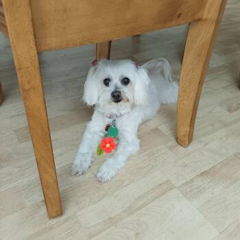 Maltese Dogs Available for Adoption in Juno Beach, Florida - Fluffy | PetCurious