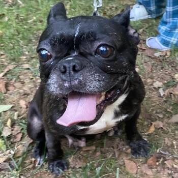 Mable -  French Bulldog Dog for Adoption in Richmond, Virginia - Mable | PetCurious