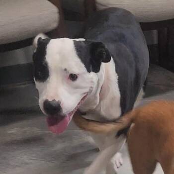 Gianna -  Mixed Breed Dog for Adoption in Edwardsville, Illinois - Gianna | PetCurious