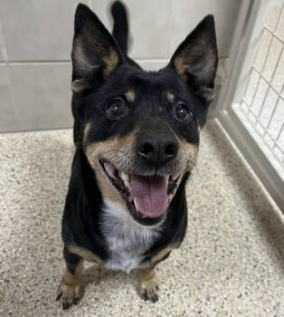 Corgi and Chihuahua Dogs Available for Adoption - Princess | PetCurious