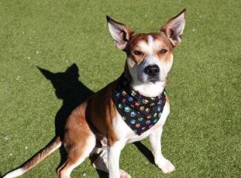 Shepherd Dogs Available for Adoption in Rockaway, New Jersey - Pointy Athens | PetCurious